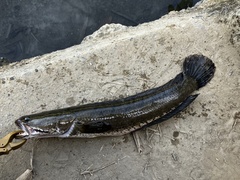 Channa striata