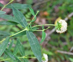 Pimelea ligustrina hypericina