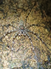 Pandercetes