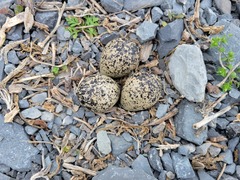 Charadrius vociferus