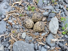 Charadrius vociferus