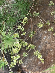 Psammotropha myriantha