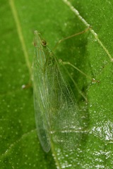 Dictyopharidae