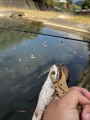 Channa striata