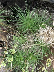 Psammotropha myriantha