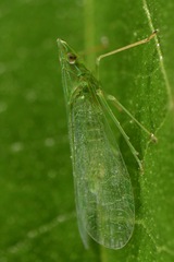 Dictyopharidae