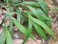 Setaria palmifolia