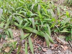 Setaria palmifolia