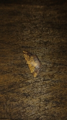 Nematocampa