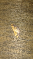 Nematocampa