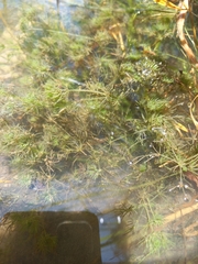 Lychnothamnus barbatus