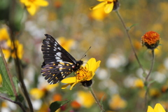 Catasticta teutila