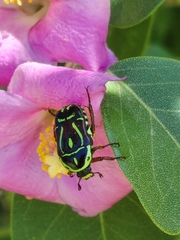 Eupoecila australasiae