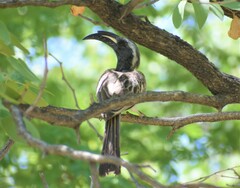 Lophoceros nasutus