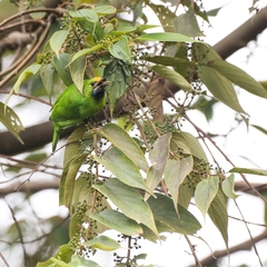 Chloropsis aurifrons