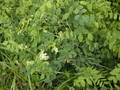 Lathyrus holochlorus