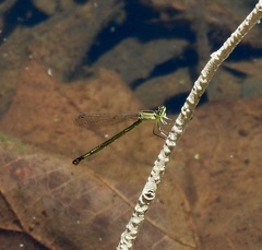Ischnura pruinescens