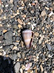 Conus lividus