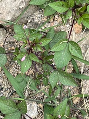 Cleome rutidosperma