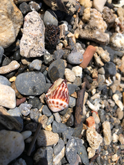 Conus chaldaeus