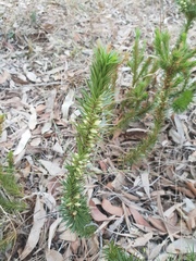 Melichrus adpressus