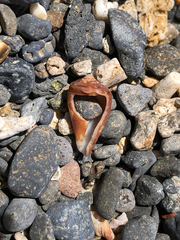 Conus