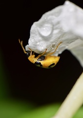 Diabrotica biannularis