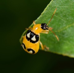 Diabrotica biannularis