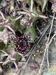 Orbea carnosa keithii
