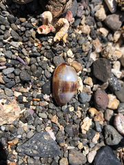 Monetaria caputserpentis