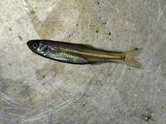 Notropis atherinoides