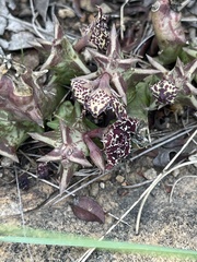 Orbea carnosa keithii