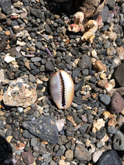 Monetaria caputserpentis