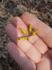 Eucalyptus seeana