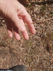 Cymbopogon refractus