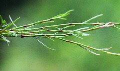 Schoenus maschalinus