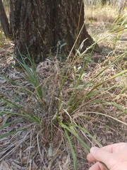 Dianella brevipedunculata