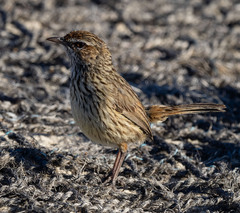 Western Fieldwren photo 2