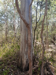 Eucalyptus seeana