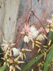 Eucalyptus seeana