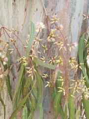 Eucalyptus seeana