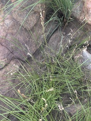 Silene burchellii modesta