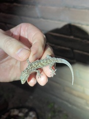 Hemidactylus turcicus