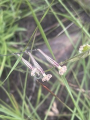 Silene burchellii modesta