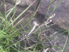 Silene burchellii modesta