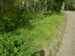 Lathyrus holochlorus
