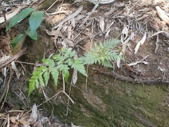 Davallia solida pyxidata