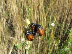 Anisoplia austriaca