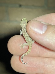 Hemidactylus turcicus