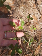 Barleria repens